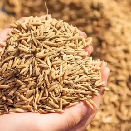 Avena