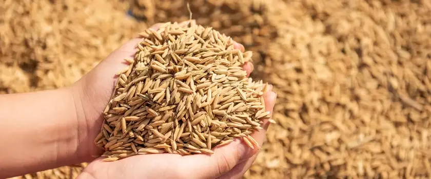 Avena para alimentación animal