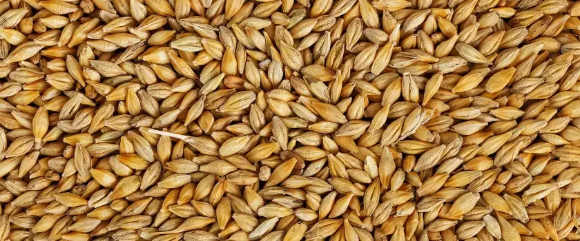 Cebada para alimentación animal