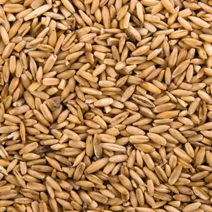 Centeno para alimentación animal