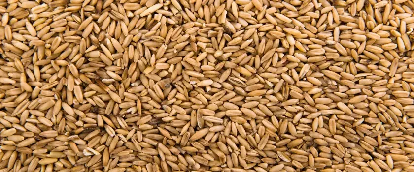 Centeno para alimentación animal