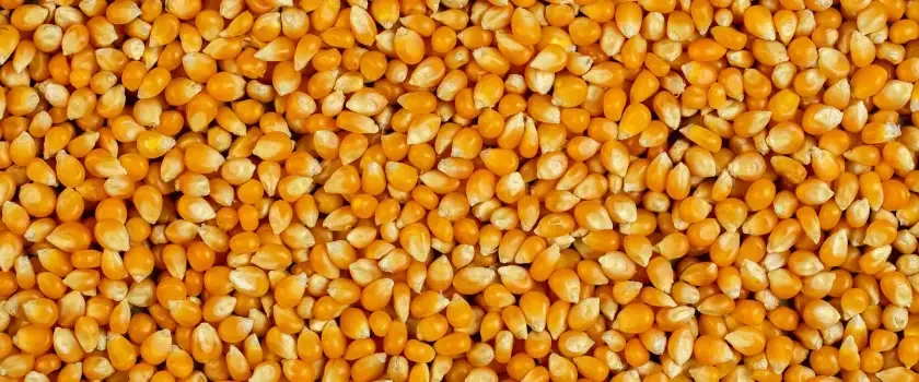 Maíz para alimentación animal