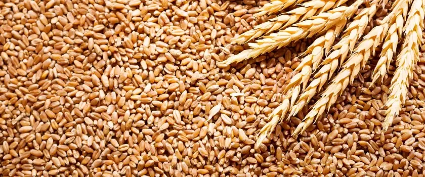 Trigo para alimentación animal